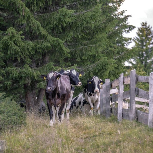 impressionen starkenfelder alm suedtirol dolomiten eisacktal rodeneck 28